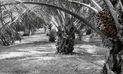 agriculture agriculture